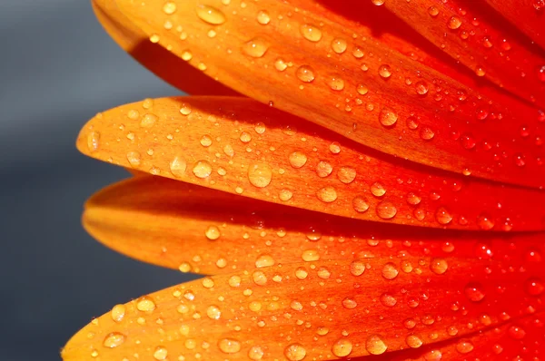 Macro of a gerber daisy — Stock Photo, Image