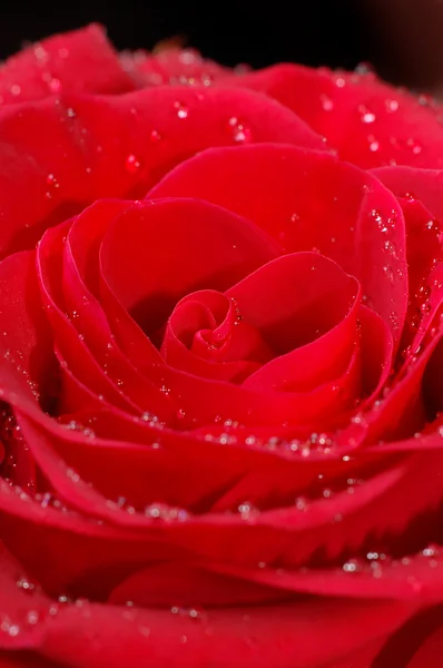 Μακροεντολή εικόνα του κόκκινο τριαντάφυλλο — Φωτογραφία Αρχείου