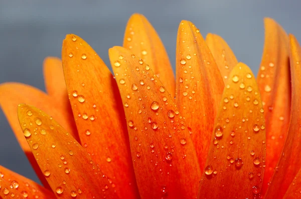 美しいヒマワリ花びら — ストック写真