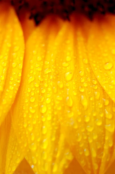 Όμορφη ηλιέλαιο πέταλα closeup — Φωτογραφία Αρχείου