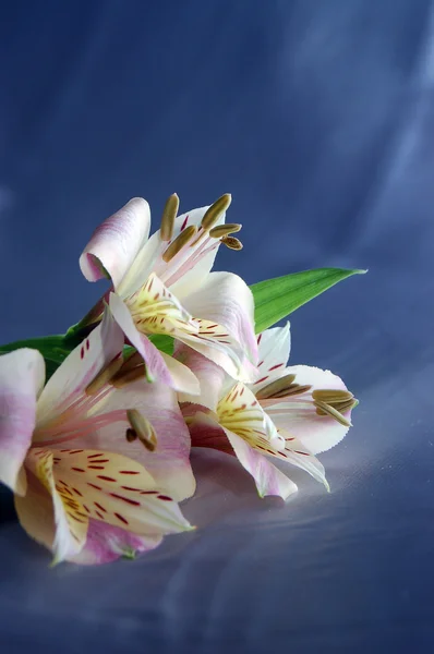 Piękne egzotyczne lilia — Zdjęcie stockowe