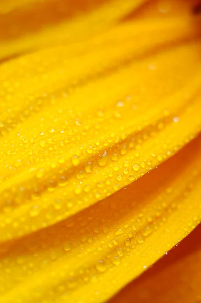 美しいヒマワリ花びらのクローズ アップ — ストック写真