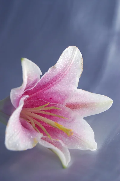 Beautiful exotic lily — Stock Photo, Image