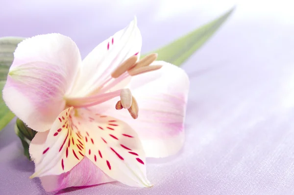 Piękna egzotyczna lilia — Zdjęcie stockowe
