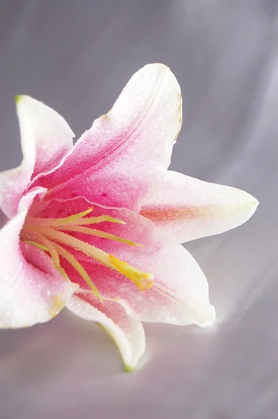 Hermosa lila exótica —  Fotos de Stock