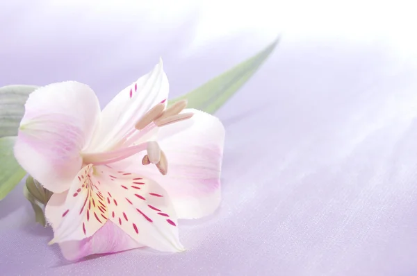 Gyönyörű egzotikus liliom — Stock Fotó