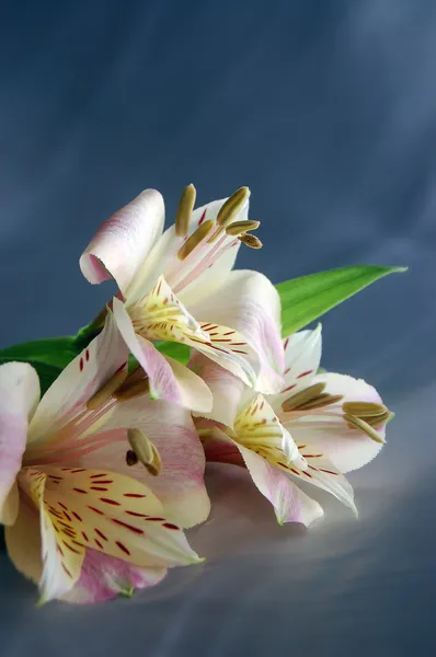 Prachtige exotische lily — Stockfoto