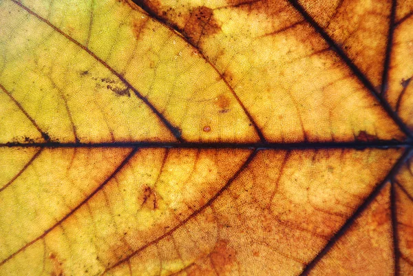 秋天叶 — 图库照片