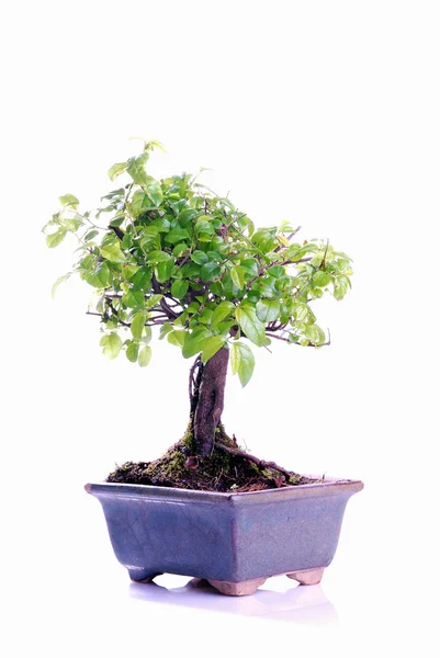 Bonsai tree — Stock Photo, Image