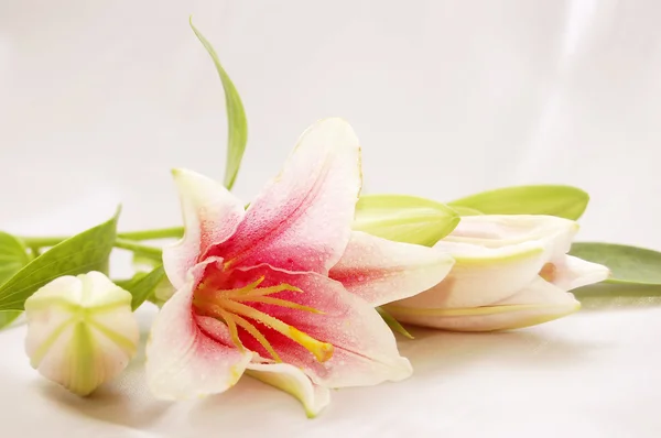 Hermosa lila exótica — Foto de Stock