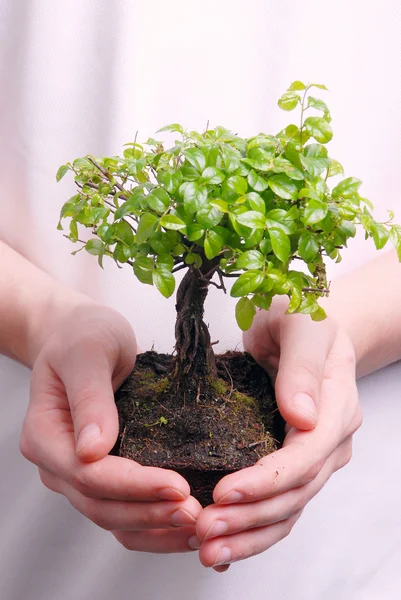 Mains tenant un bonsaï — Photo