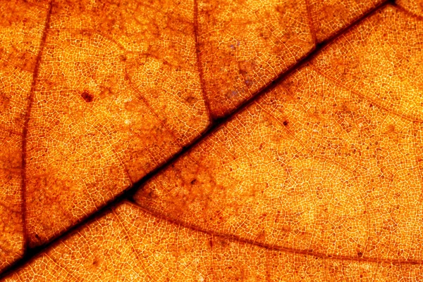 秋天树叶背景 — 图库照片