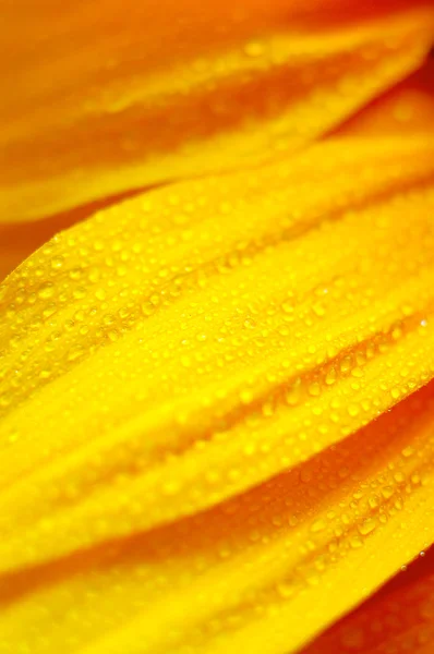 ヒマワリの花びらのクローズ アップ — ストック写真