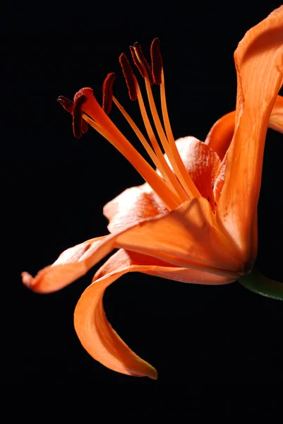 Liliom virág — Stock Fotó