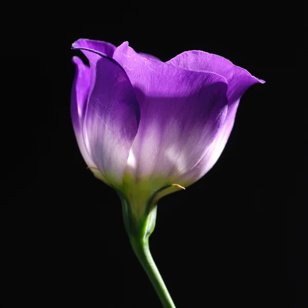 Lilla tulipan – stockfoto