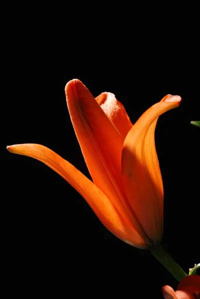 Lilly flower — Stock Photo, Image