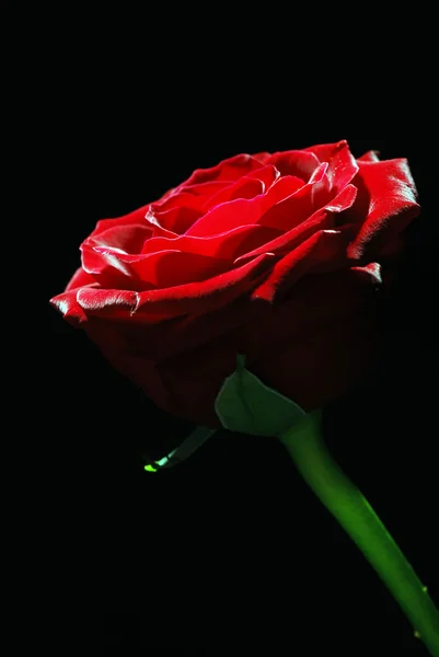 stock image Red rose