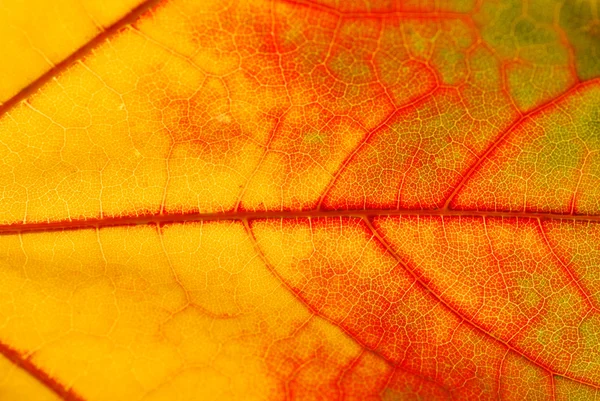 Close-up autumn leaf — Stock Photo, Image