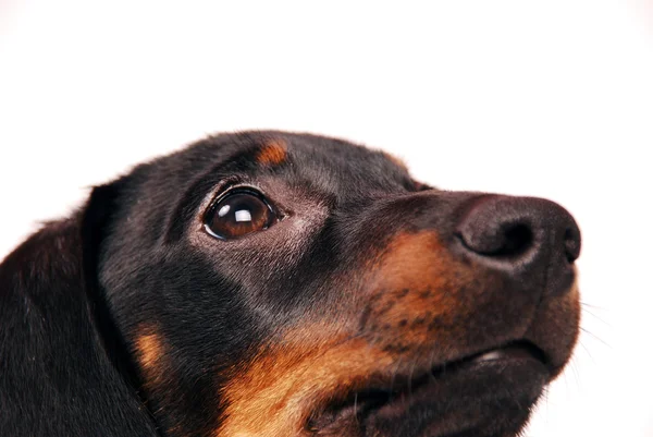 Dachshund puppy — Stock Photo, Image