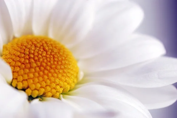 Fehér százszorszép virág — Stock Fotó