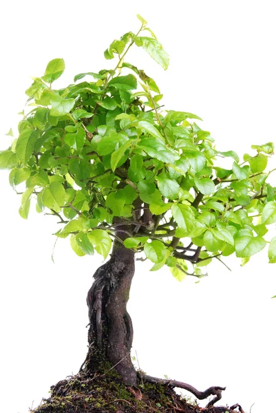Bonsai Ağacı — Stok fotoğraf