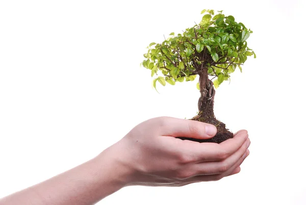손을 잡고 bonsai 나무 — 스톡 사진