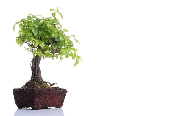 Δέντρο Bonsai — Φωτογραφία Αρχείου