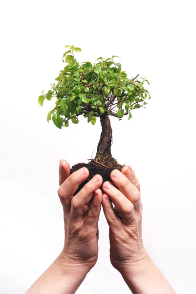 Mãos segurando uma árvore Bonsai — Fotografia de Stock
