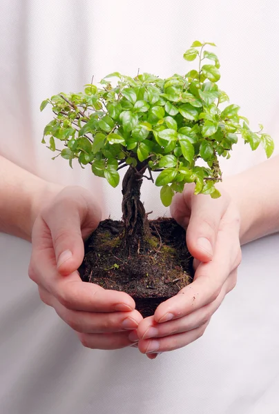 A bonsai fa tartó kezek — Stock Fotó