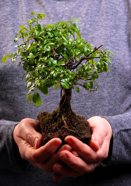 Bonsai 나무를 잡고 손 — 스톡 사진