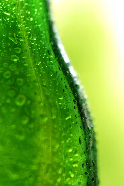 Wet beer bottle — Stock Photo, Image