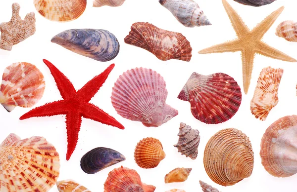 Sea shell isolated on white — Stock Photo, Image