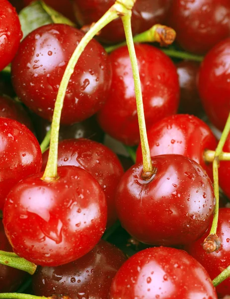 Bunch of fresh cherries — Stock Photo, Image