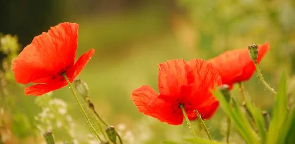 stock image Red poppies on green field