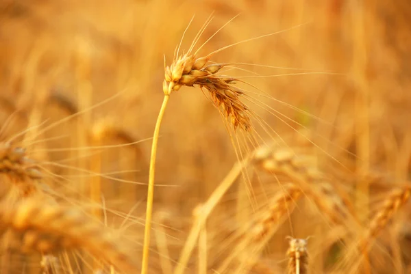 Перш ніж урожай пшениці — стокове фото