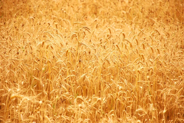 Перш ніж урожай пшениці — стокове фото