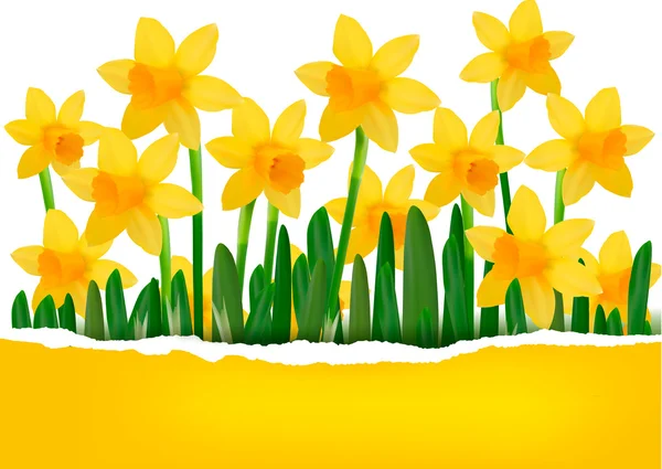 Yellow spring flower background with ripped paper Vector illustration