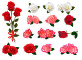 Set von schönen Rosen auf weißem Hintergrund. Vektor.