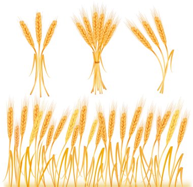 Ripe yellow wheat ears clipart