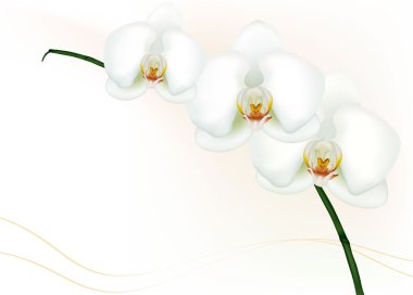 Beautiful white orchid isolated on white. Vector. clipart