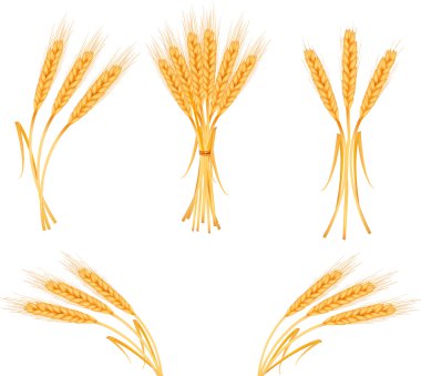 Ripe yellow wheat ears clipart