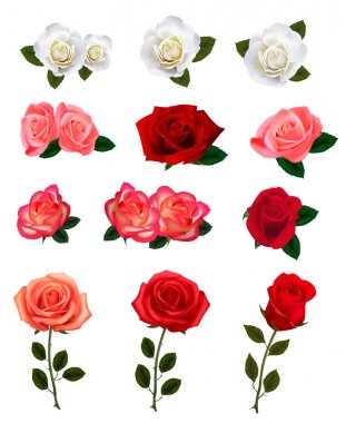 Group of a beauty roses. Vector illustration.