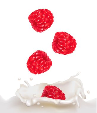 Red raspberry fruits falling into the milk splash. Vector illustration clipart