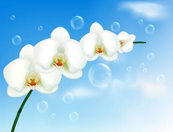 Orquídea branca bonita isolada no branco. Vetor . — Vetor de Stock