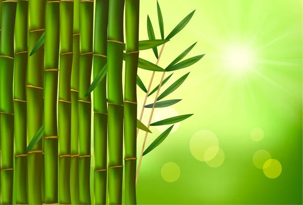 Бамбук на зеленом фоне . — стоковый вектор