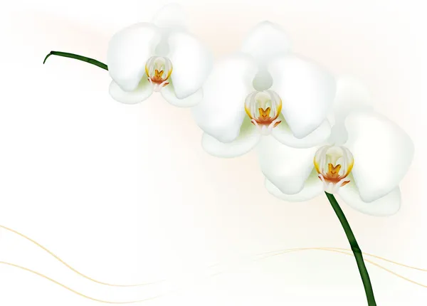 Belle orchidée blanche isolée sur blanc. Vecteur . — Image vectorielle