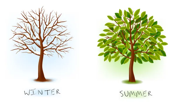 Iki mevsim - kış, yaz. Sanat ağaç tasarımınız için güzel. vektör çizim. — Stok Vektör