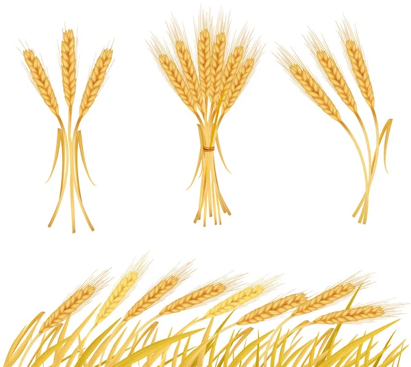 Olgun sarı buğday kulaklar — Stok Vektör