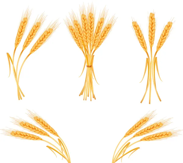 熟した黄色小麦の穂 — ストックベクタ