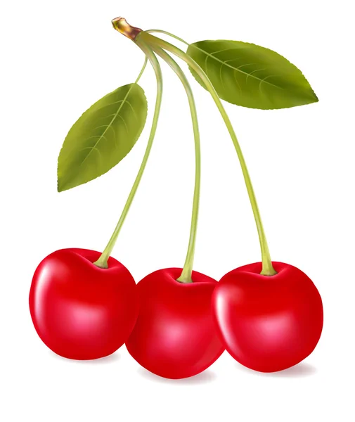 Bunch of fresh, juicy, ripe cherries. Vector illustration. — Stock Vector